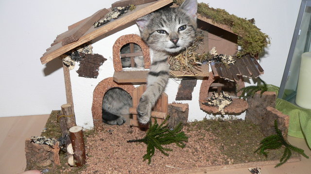 Kitty erforscht unser Kripperl