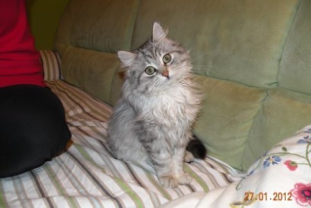 meine kleine ellie, eine süße Norwegerin...