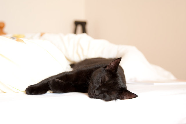 Meine Träumerin Stella