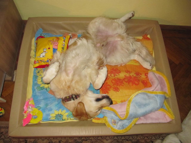 Heute bin ich so müde Pablo