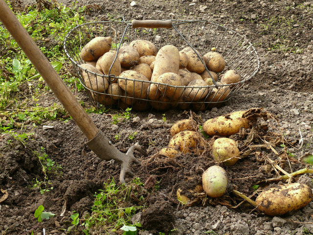 Mühlviertler Granitland Erdäpfel sind nur ein Bioprodukt, das unter der Dachmarke Bioregion Mühlviertel produziert wird. Dank Vernetzung werden sie auch im Mühlviertel verkocht. | Foto: Fotolia/Twilight Art Pictures