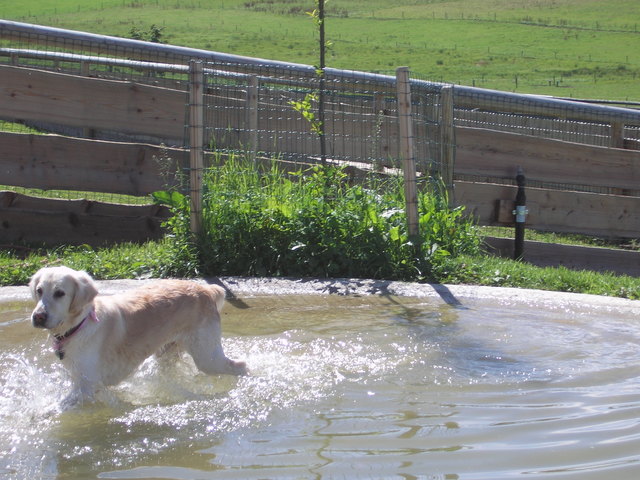 Hunde haben auch in Aiderbichl einen kleinen Badespass!!!!!