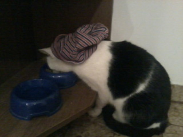 MEIN Futter!MEIN Wasser!MEINE HAUBE!!!