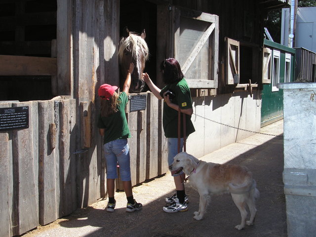 Auch die Pferde lassen mich kalt. Knutschen würde ich sie schon gerne. "Bussi"