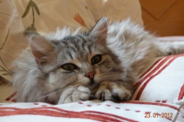 unsere Ellie, 5 Monate alt