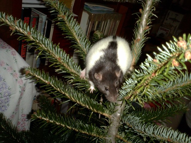 der baum gehört mir