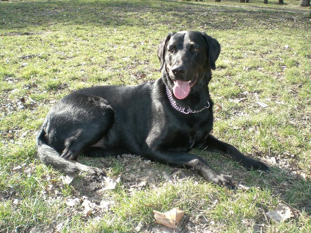 Ich bin der Schöööönste! Mein Frauchen nennt mich "Prinz von Danubien"