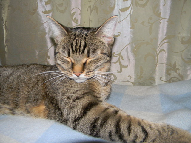 Kira meine große Liebe