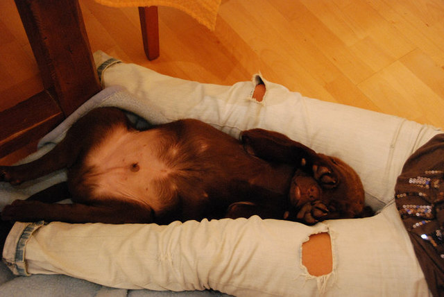 Marley´s kleiner Bruder Balu  