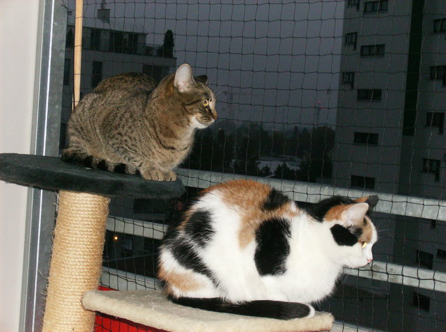 Schöne Abend,Missy und Kira