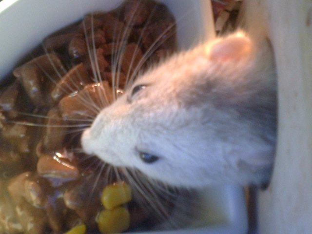 immer den kürzersten weg nähmen zum fressnapf