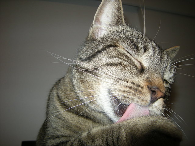 GIZMO, unser Model  -- Mhhmm hat das wieder lecker geschmeckt!!!