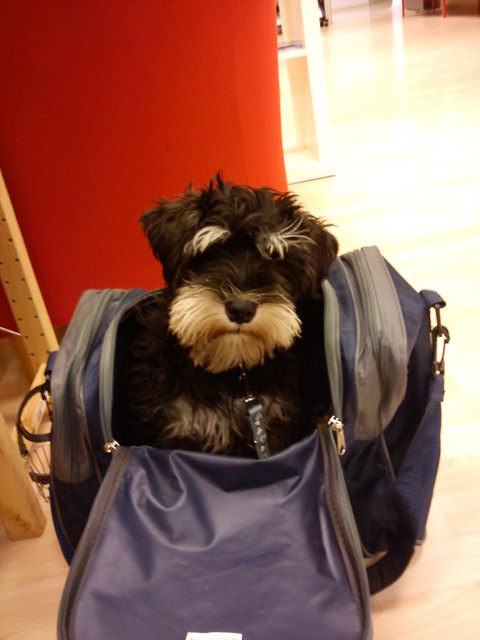 Ich bin ein Star, holt mich hier raus!