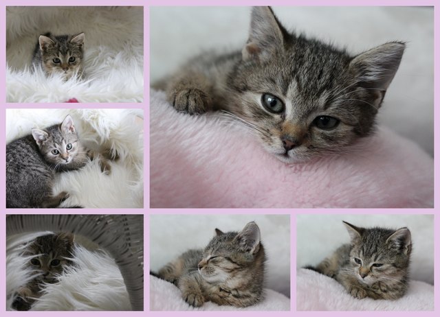 natürlich gibts auch von mir ein - baby auf dem kuschelfell - foto