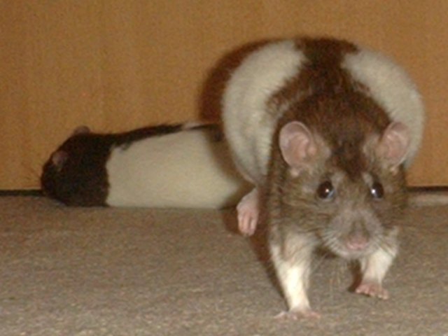 wo geht zu fressnapf