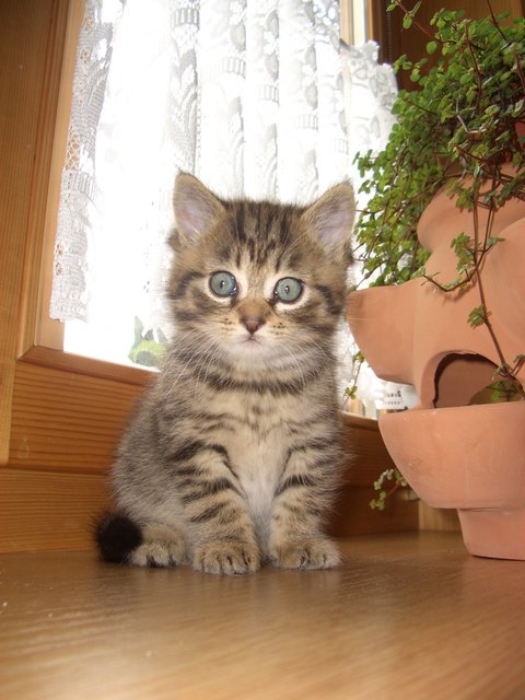 Susi unsere kleine schmuserin