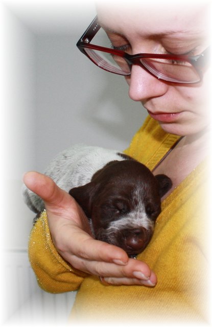 bin ein deutsch-kurzhaar-mädchen und lebe noch bei meiner hundemam-ich bin  asta und das ist meine menschenmama ulli :)