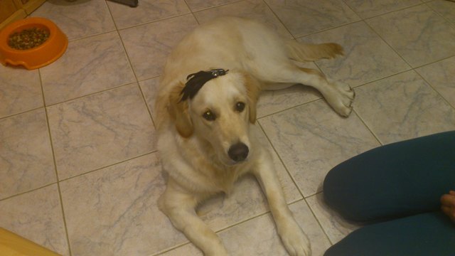 Meine Shiva hat sich meine Haarspange ausgeborgt:))))