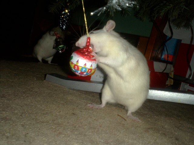 was hängt den da vom baum