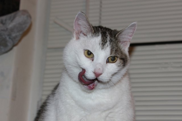 Nelly mit der Schleuderzunge