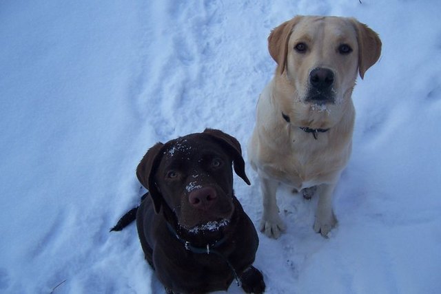 der Tollpatsch und die Schmusekatze