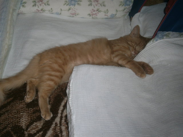 Ich bin der BURLI vom Schurli (Georg!)