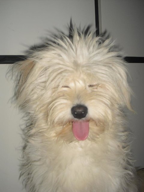 Das ist Gustl - wir lieben diesen kleinen Frechdachs :-)