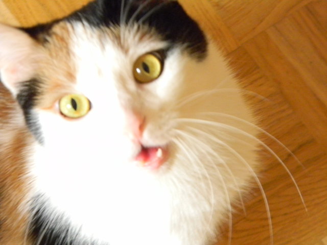 hy ich bin die Missy