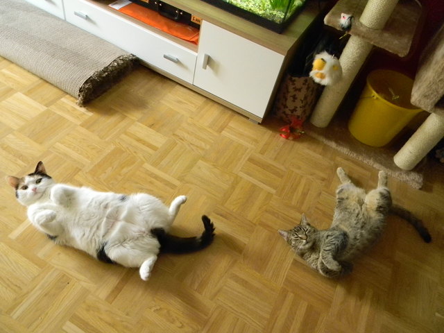 Missy und Kira-Ruhetag