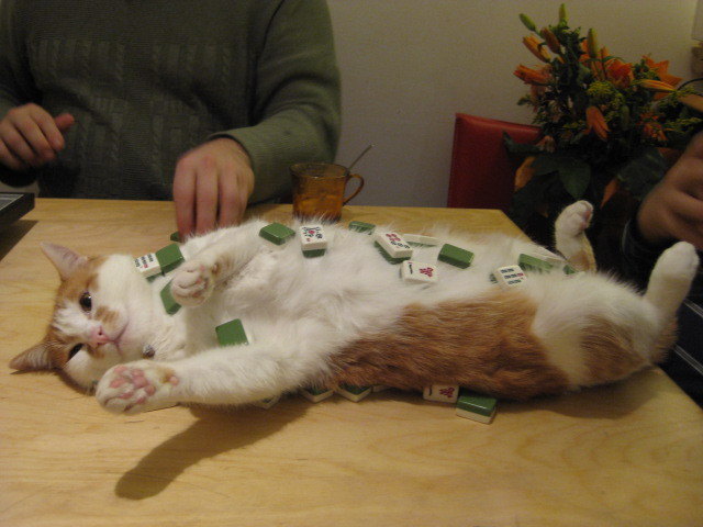 Unser lieber (geduldiger) Kater Strudel spielt gern mit uns Mahjongg