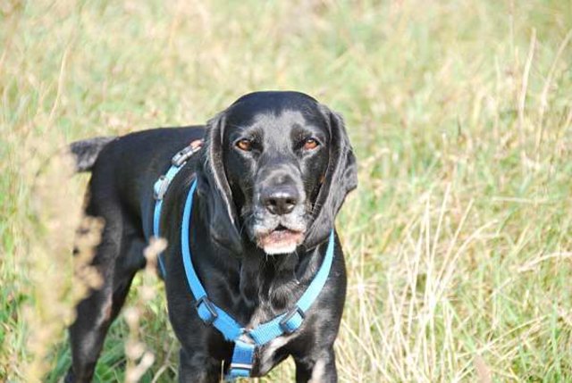 Kuno - der Ritter ohne Furcht und Tadel und mein Gefährte seit 8,5 Jahren