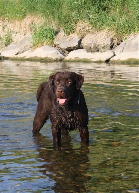 Carlos - meine Wasserrate