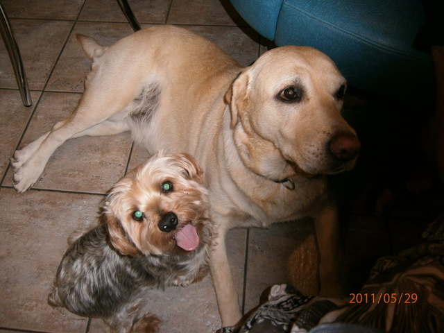 Yorkie FIGO: "Ätsch, meine Freundin ist größer als deine"