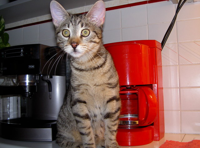 Ich brauch meine heisse Tasse!