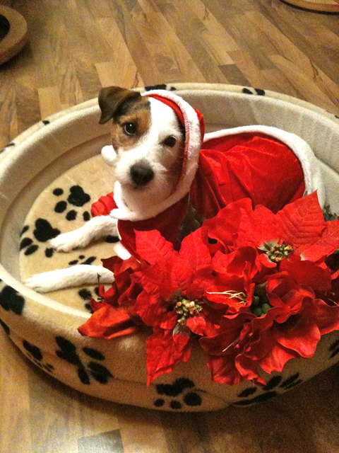 Hello ich bin Kippis und komm aus Finnland, wo der Weihnachtsmann zu Hause ist