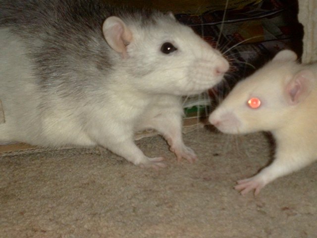 habe ich nicht schöne augen