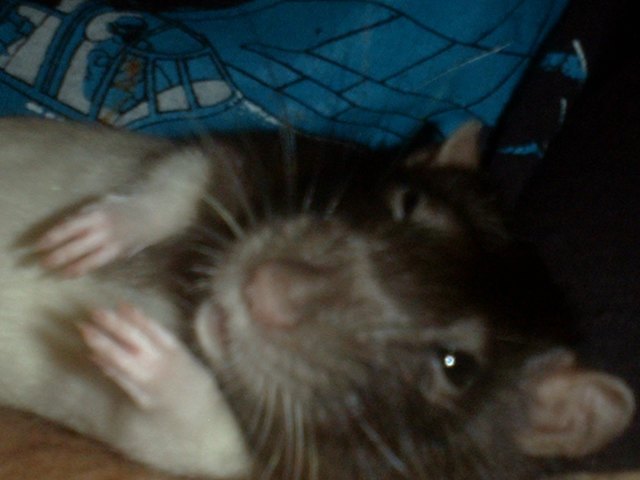 schau mir in die augen kleines