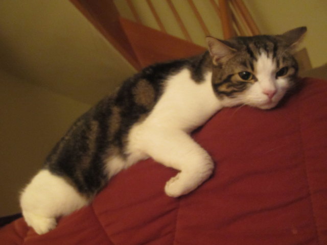 Mein kleines Faultier