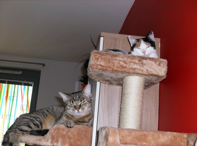 Wider Ruhe,Missy und Kira