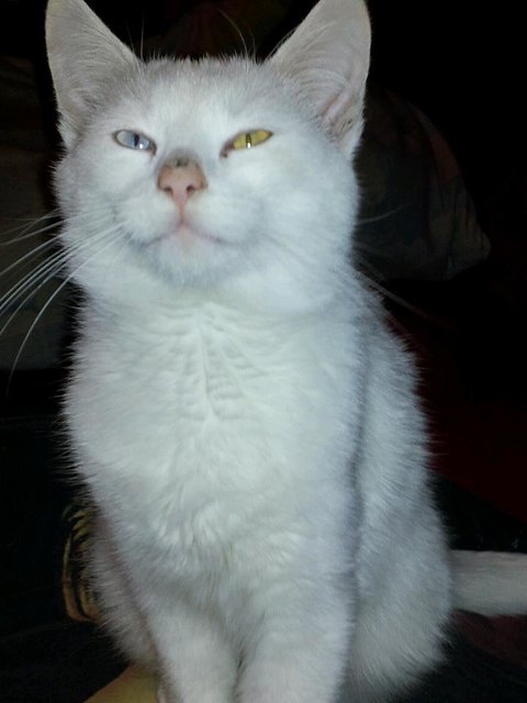 mein Gizmo mit 2 verschiedenen Augen 