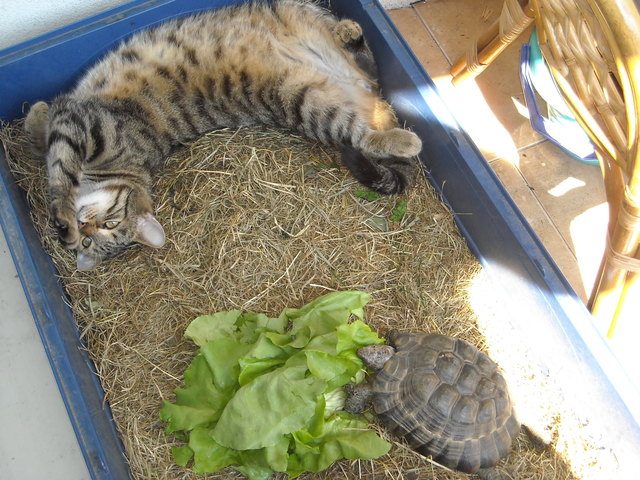 Ein seltsamens Paar Simba und Schildi