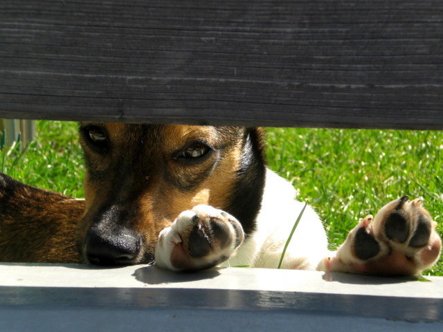 Abby wartet schon sehnsüchtig auf den Sommer :)