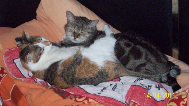 Wir haben uns lieb! Gini und Schlumpfi