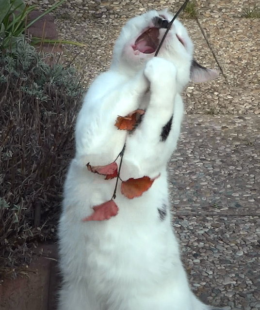 Mautzi ist uns vor zwei Jahren zugelaufen und seither unser aller Liebling.