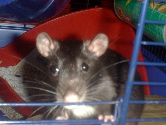 stella liebster platz im blumendopf