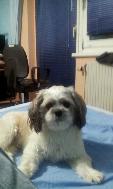 Macho träumt von seinem eigenen Bettchen