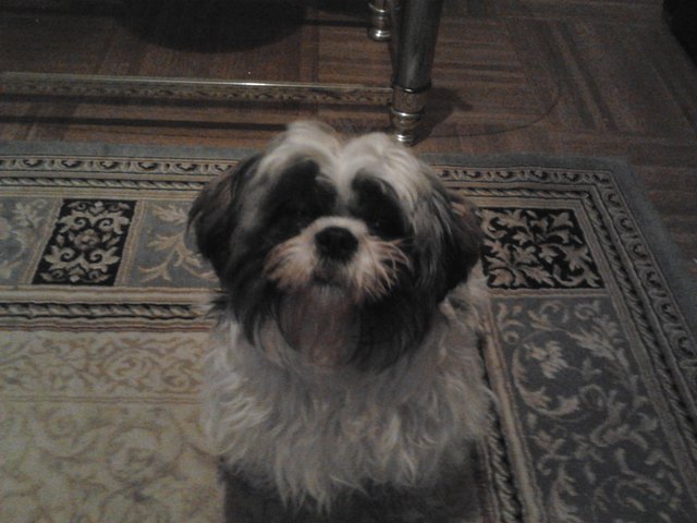 Suki-Sekura-Sukine lasha apso 8 Monate