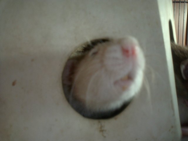 nach was riecht es da