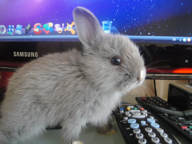 kleines süßes Hasi