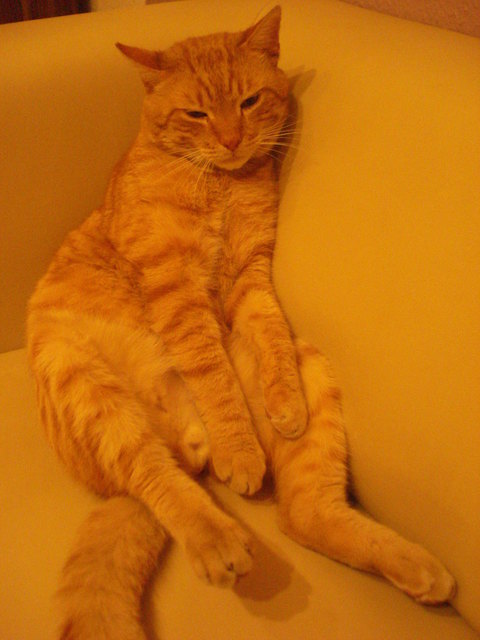 mein fauler garfield:-))